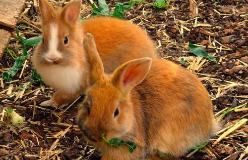 Apartment in Kreischa 3123 - Foto 17