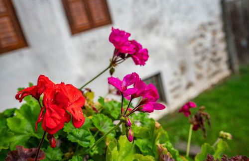 Agritur Solasna - Foto 46