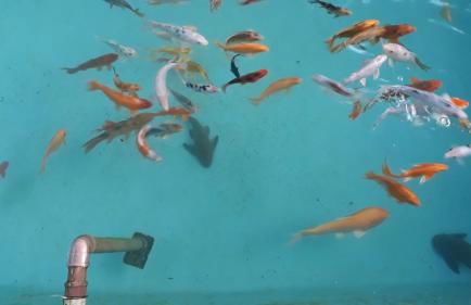 Pousada Apartamento na Serra - Foto 36