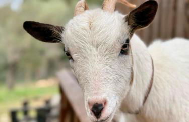 Villa Boeddu, relax tra mare e campagna - Foto 66