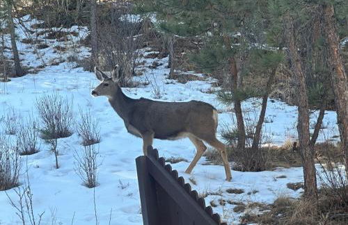 Misty Mountain Colorado - Foto 12