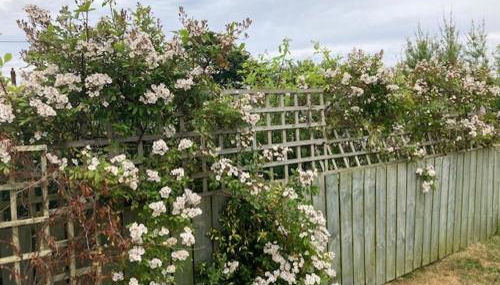 Seaview bungalow - Foto 4