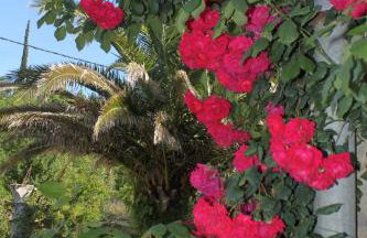 Apartments with a parking space Popovici, Dubrovnik - 8694 - Foto 11