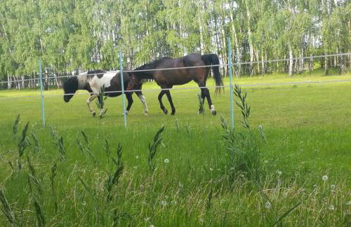 Nowa Wola 58 - 200qm appartment in a small village, with pool, sauna and big garden - Foto 46