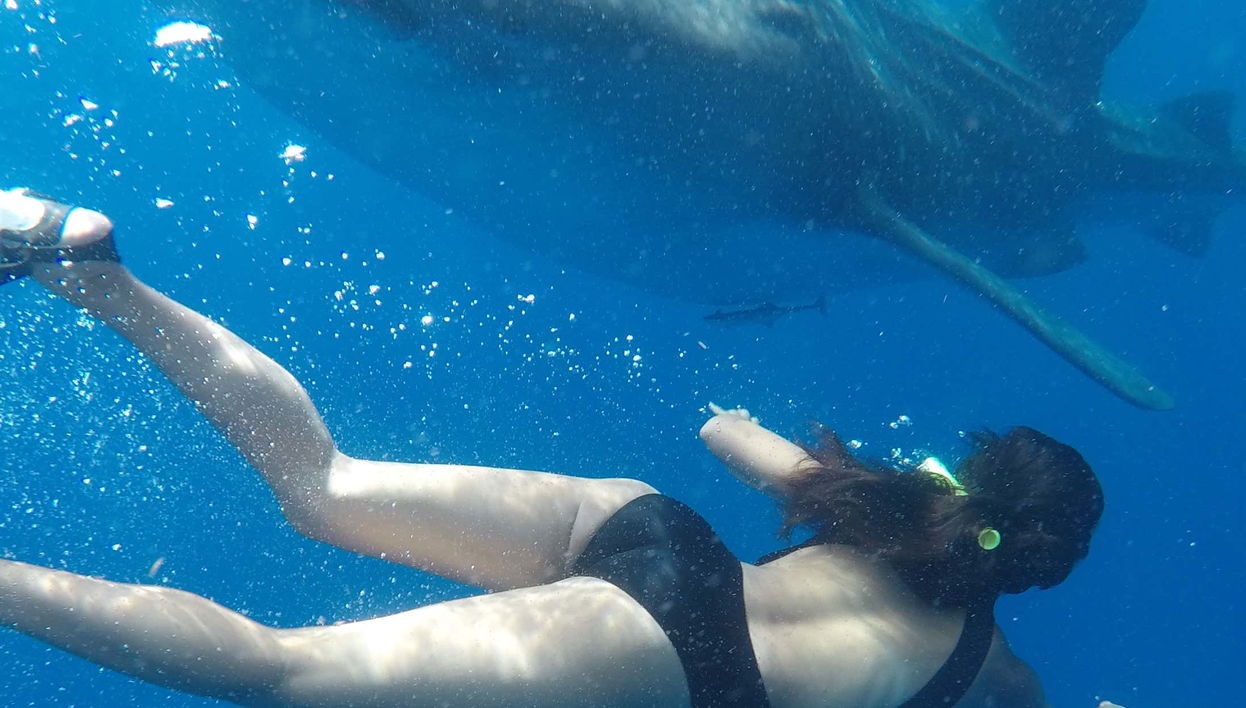 Swimming with Whale Sharks in Isla Mujeres - Foto 1