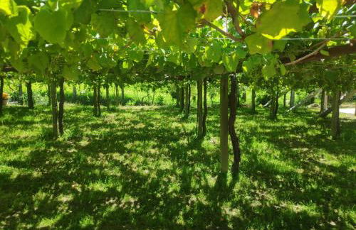 Viña da Igrexa, casa con jardin y barbacoa en cambados - Foto 29