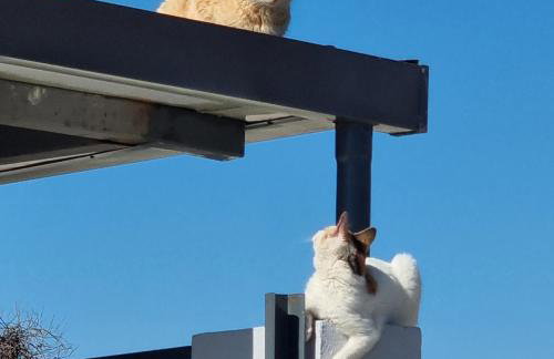 Agroktima Arta - Farm Stay - Foto 13