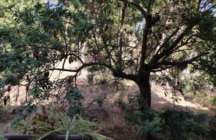 Fabulosa Casa del Árbol - Foto 8