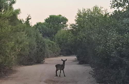 Borgo Ingurtosu - Photo 30