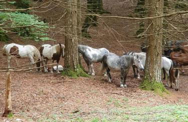 Casa - La Faggeta - Foto 21