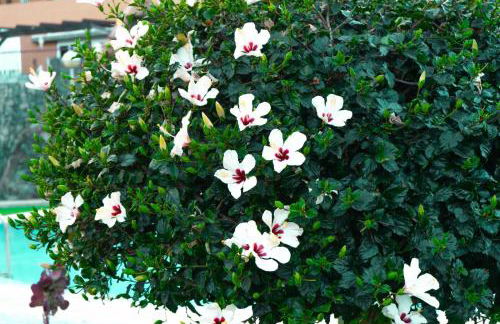 House Helen Holiday Inn Golf - Foto 38