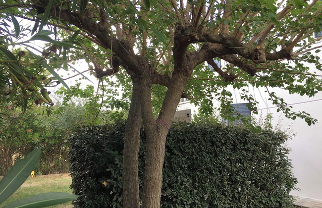 Les Mûriers - Photo 54