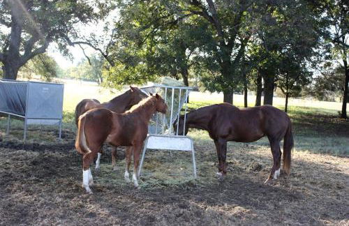 Peaceful Cottage on Farm in Idyllic Countryside near Fort Worth, Texas - Photo 17