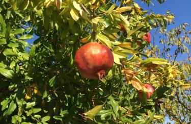 Podere Bellavista - Foto 107