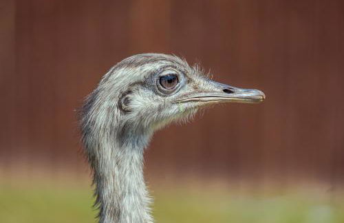 Amber Lodge with private hot tub - Foto 30