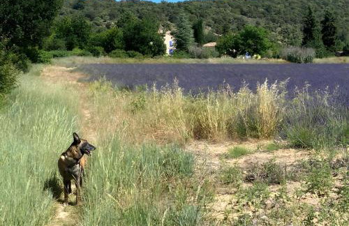 Gîte Lavandin 1 - Foto 17