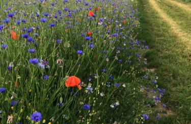 Ostseeferienwohnung Storchennest - Photo 17