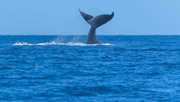 Observation de cétacés à San Diego