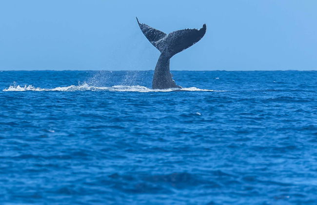 Avistamiento de cetáceos en San Diego - Foto 4