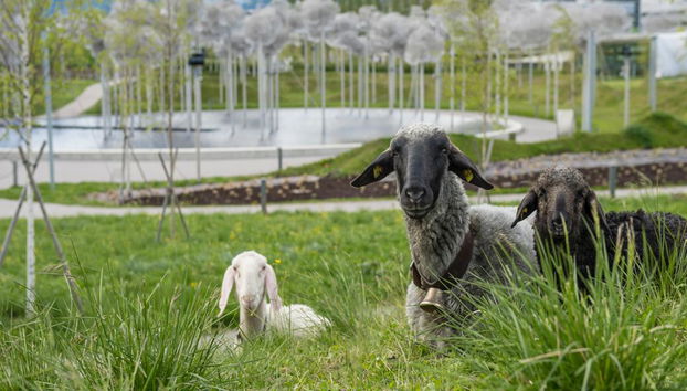 Biglietto d'ingresso per i Mondi di Cristallo Swarovski + Transfer in navetta da Innsbruck - Foto 4