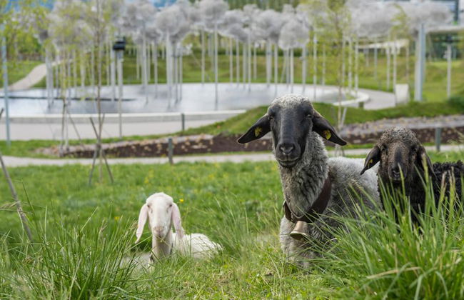 Biglietto d'ingresso per i Mondi di Cristallo Swarovski + Transfer in navetta da Innsbruck - Foto 4