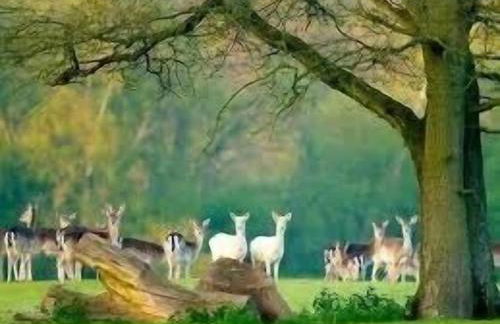 Shepherds Hut with Scandinavian Hot Tub and hydromassager - Foto 36