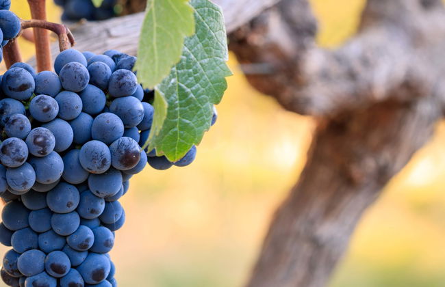 Visite des bodegas Pizzorno - Photo 1