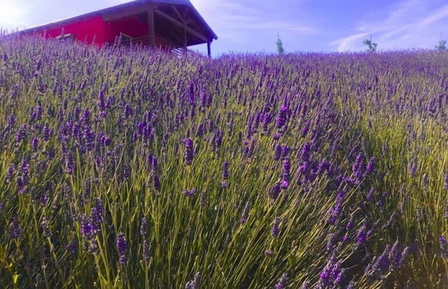 Azienda Agricola Saint Hubert - Foto 72