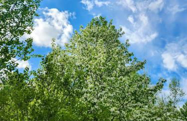 Backyard Bliss in the White Mountains - Foto 18