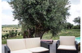 Almojanda 3 olive tree - Foto 15