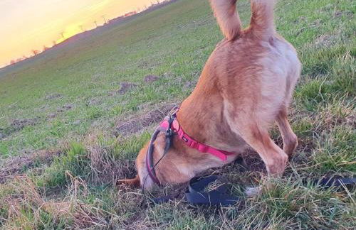 Apartment Landhaus Müritzliebe by Interhome - Foto 26