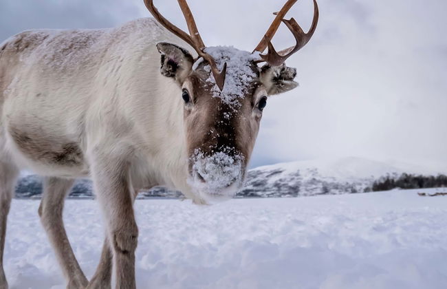 Reindeer Farm Tour - Photo 1