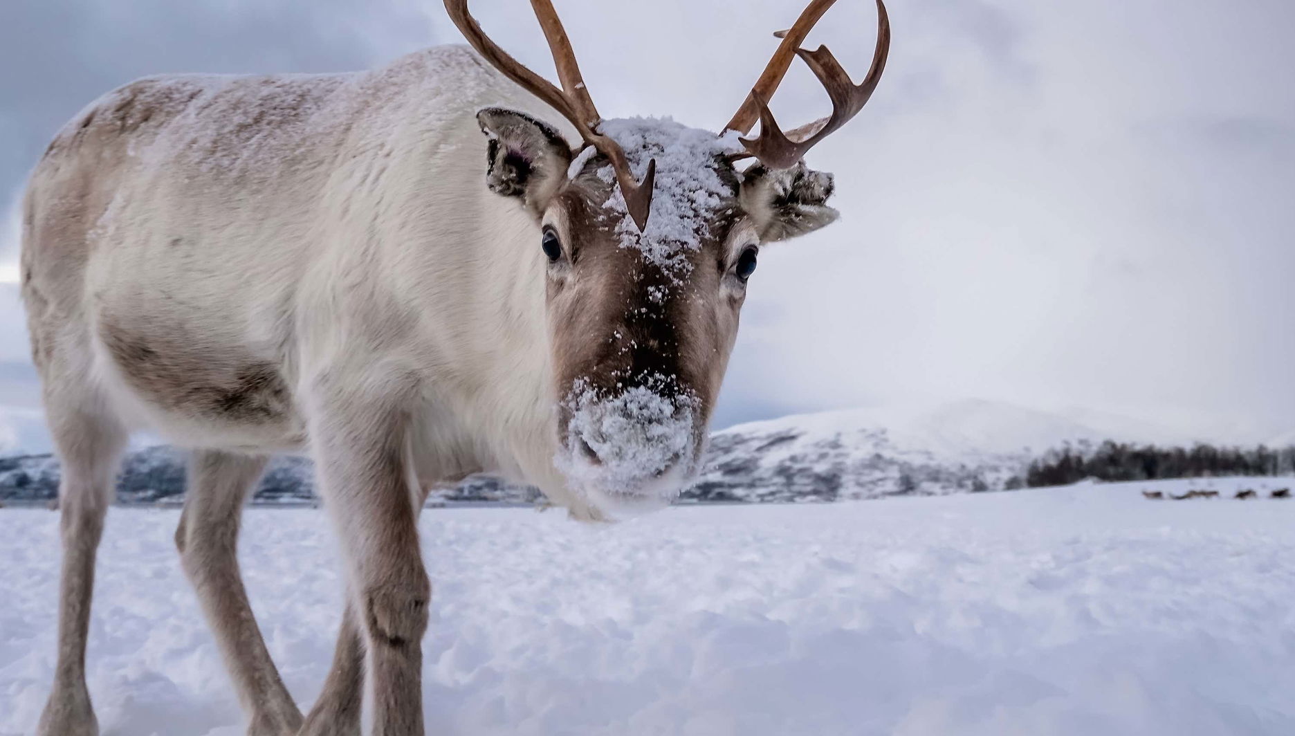 Reindeer Farm Tour - Foto 1