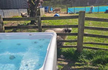 Glen Bay - 2 Bed Lodge on Friendly Farm Stay with Private Hot Tub - Foto 80