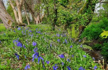 Beautiful Cabin near Padstow - Foto 35