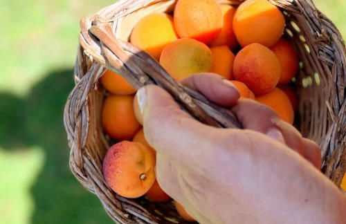 Masseria Vittoria - Foto 56