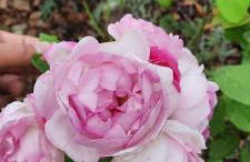 Forest Inn, retreat in nature - Foto 35