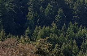 Elati Hills - Photo 66