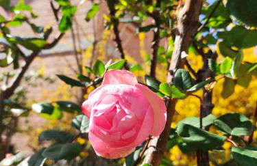 Grigio Perla Panigale, villetta con giardino, 3 camere, parcheggio privato fino 3 posti auto - Un oasi di tranquillità - Vicina all'Aeroporto, Unipol Arena e Fiera - Photo 50