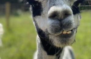 Poppy Cottage, Pembrokeshire - Photo 24