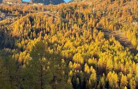 Refuge des Vues Alpines Isola 2000 - Photo 32