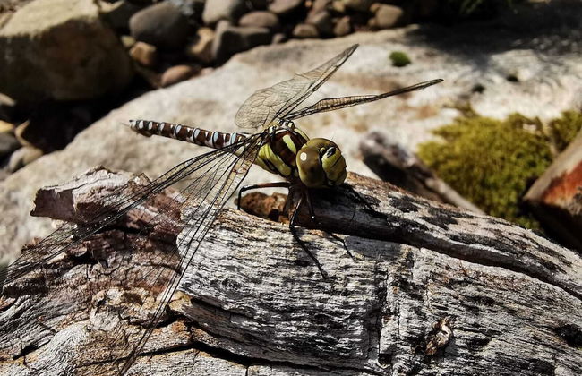 Ferienhaus Oppach - Foto 75
