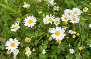 Kyparissia De Wandelboom - Foto 6