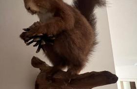 Garden Suite - Foto 18