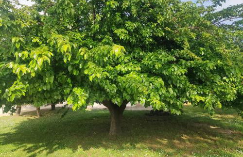 Casale Elisa Country Hotel - Foto 15