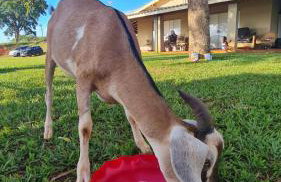 Casa de campo de alto padrão à beira da represa - Foto 48