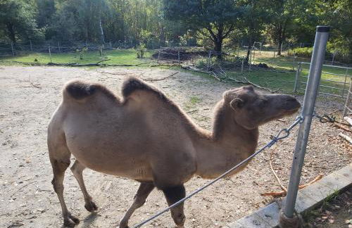 Ferienhaus am Flaumbach - Foto 2