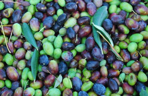 Agriturismo Fattoria Walden - Foto 39