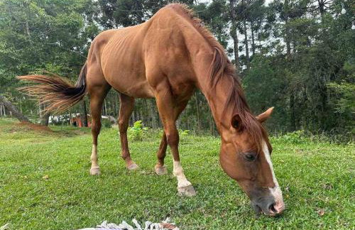 Chalé Romantico a 20km de Curitiba com banheira - Foto 14