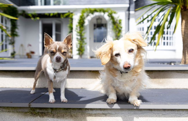 Fox Hill House in Haytor - Foto 58